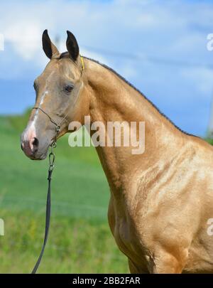 Goldener Buchskin Akhal Teke-Hengst in einem Show-Halter, der draußen steht und in die Ferne blickt. Hochformat. Stockfoto