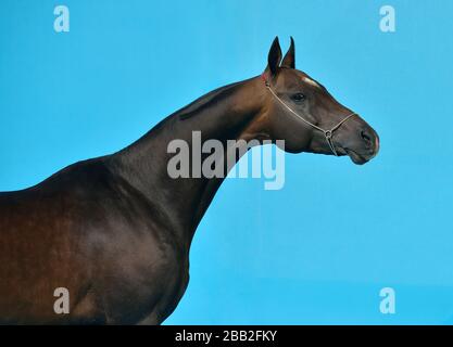 Dunkelbucht akhal Teke Rassehorse steht in Show-Halter vor türkisblauem Hintergrund. Tierporträt. Innenfotokonzept. Stockfoto