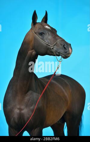 Dunkelbucht akhal Teke Rassehorse steht in Show-Halter vor türkisblauem Hintergrund. Tierporträt. Innenfotokonzept. Stockfoto