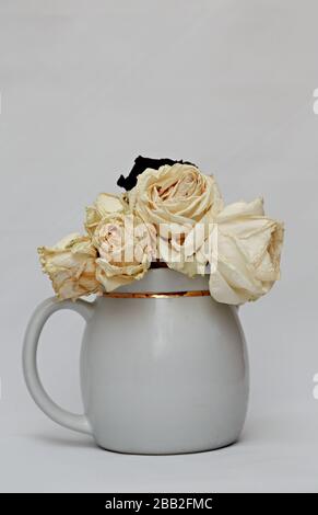 Weiße verwelkte Rosen in einem weißen Keramiktopf mit weißem Hintergrund Stockfoto