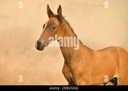 bay-akhal-Teke brütet Fohlen mit blauen Augen vor gelbem Hintergrund. Tierporträt. Stockfoto