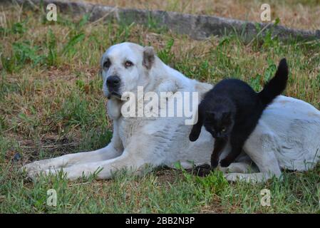 Weißer großer Alabai-Hirtenhund mit schwarzer Katze, die auf ihm spielt. Nutztiere. Stockfoto