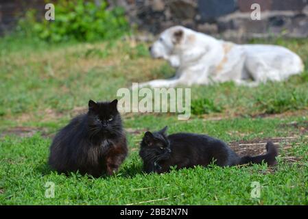 Zwei schwarze Katzen auf dem Gras auf dem Boden mit weißem Alabai-Hirtenhund auf dem Hintergrund. Selektiver Fokus. Nutztiere. Stockfoto