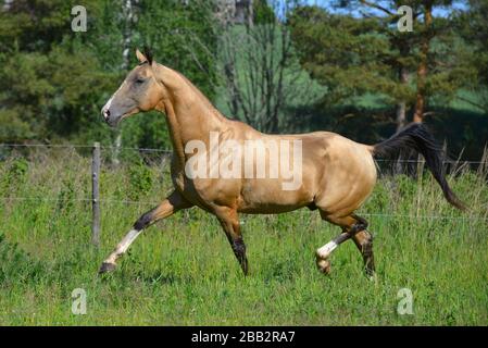 Buckskin akhal Teke züchtet im Sommer Pferd, das im Freien auf dem Feld läuft. Tier in Bewegung. Stockfoto