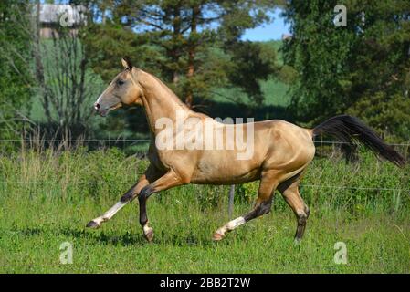 Buckskin akhal Teke züchtet im Sommer Pferd, das im Galopp draußen auf dem Feld läuft. Tier in Bewegung. Stockfoto