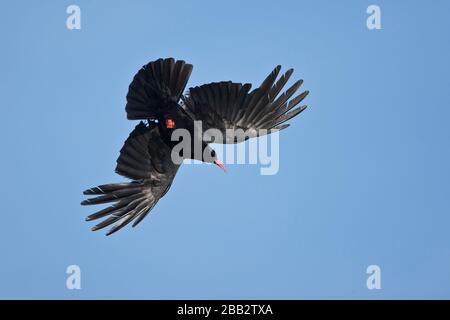 Chough (Pyrrhocorax pyrrhocorax) im Flug, Great Saltee, County Wexford, Irland Stockfoto