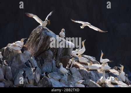 Northern Gannet (Morus bassanus), Great Saltee Island, Republik Irland Stockfoto