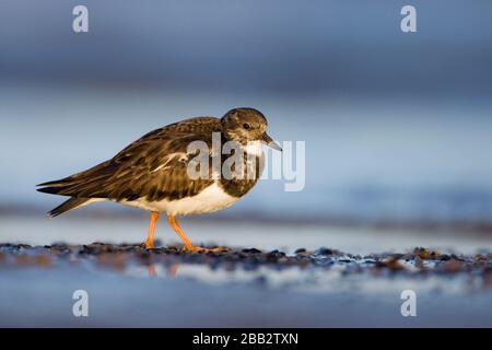 Turnstone (Arenaria Interprets) Forging on Shoreline, Donna Nook, Lincoln, England Stockfoto