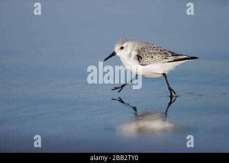 Sanderling (Calidris alba) läuft am Ufer bei Donna Nook, Lincoln, England Stockfoto