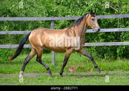 Buckskin akhal Teke züchtet im Sommer Pferd, das im Trab draußen im Paddock entlang des Holzzauns läuft. Tier in Bewegung. Stockfoto