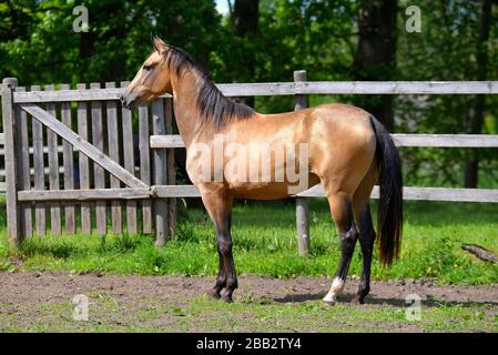 Porträt des Akhal Teke-Hengstes in der Nähe von Holzzaun im Paddock.horizontal, Seitenansicht Stockfoto