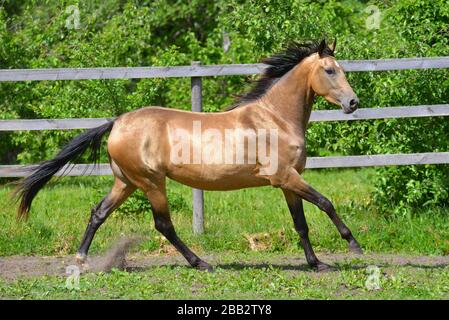 Buckskin akhal Teke züchtet im Sommer Pferd, das im Galopp draußen im Paddock entlang des Holzzauns läuft. Tier in Bewegung. Stockfoto