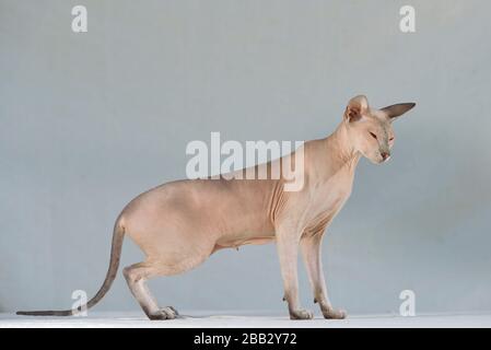 Lilac Point sphynx Orientkatze. Tierporträt. Stockfoto