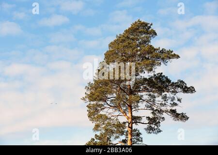 Ein hoher Kiefernbaum, der im Frühling steht, leuchtet gegen den blauen Himmel Stockfoto
