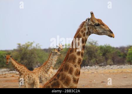 Tiere Afrikas - Giraffe Stockfoto