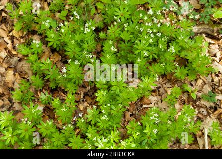 Woodruff in einem Wald in Deutschland Stockfoto
