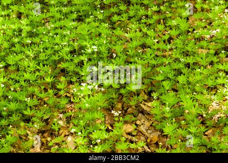 Woodruff in einem Wald in Deutschland Stockfoto