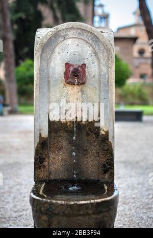 Trinkbrunnen mit einem Wolfskopfauslauf im Garten der Orangenbäume auf dem Aventinenhügel, Rom. Stockfoto