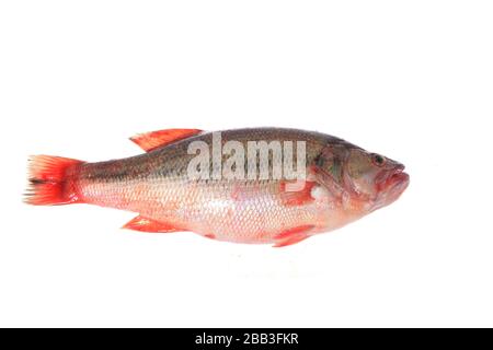 Gelber Fruchtfisch auf weißem Hintergrund Stockfoto