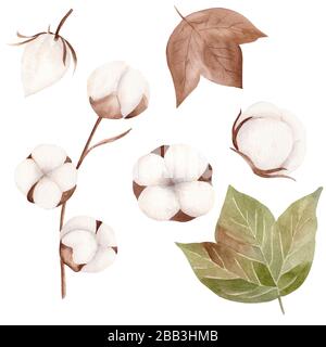Aquarell weiße Baumwollblüten, grüne und braune Blätter. Handgezeichnete Abbildung Blumenmuster. Stockfoto