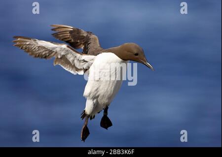 Guillemot (Uria Aalge), Great Saltee Island, Republik irland Stockfoto