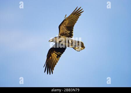 Kolkrabe (Corvus Corax) im Flug Stockfoto