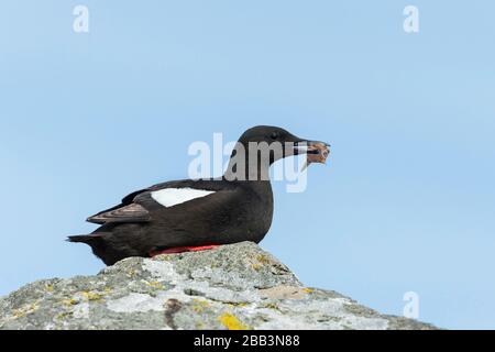 Schwarze Guillemot (Cepphus grylle) Foula Shetland-Inseln, Schottland Stockfoto