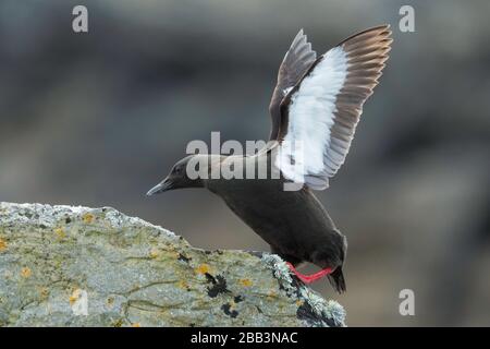 Schwarze Guillemot (Cepphus grylle) Foula Shetland-Inseln, Schottland Stockfoto