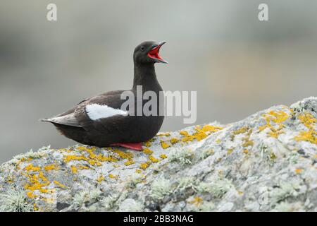 Schwarze Guillemot (Cepphus grylle) Foula Shetland-Inseln, Schottland Stockfoto