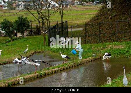 Der Orientalische Weißstorch oder Orientstorch (Ciconia boyciana) ist ein großer, weißer Vogel mit schwarzen Flügelfedern in der Storchenfamilie Ciconiiden. Photographe Stockfoto