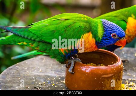 Nahaufnahme eines Regenbogenlorikeets, das aus einer Schüssel, Vogeldiät, Tropical Animal Specie aus Australien isst Stockfoto