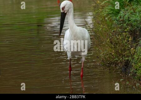 Der Orientalische Weißstorch oder Orientstorch (Ciconia boyciana) ist ein großer, weißer Vogel mit schwarzen Flügelfedern in der Storchenfamilie Ciconiiden. Photographe Stockfoto