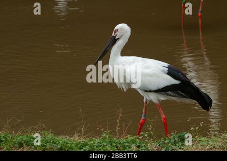 Der Orientalische Weißstorch oder Orientstorch (Ciconia boyciana) ist ein großer, weißer Vogel mit schwarzen Flügelfedern in der Storchenfamilie Ciconiiden. Photographe Stockfoto