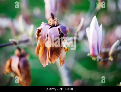 Frost beschädigte Magnolienblume Stockfoto