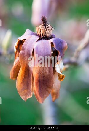 Frost beschädigte Magnolienblume Stockfoto