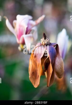 Frost beschädigte Magnolienblume Stockfoto
