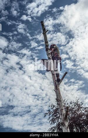 Ein Baumchirurg mit vollem Gurtzeug und Sicherheitsausrüstung, der einen Baum in einem Garten beschlagen hat. Stockfoto