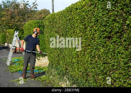 Heckenbesatz und -Wartung auf der Straße vor einem Haus. Stockfoto