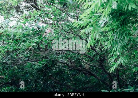 Yaku-Makaken, die in den Bäumen in Yakushima, Japan essen. Stockfoto