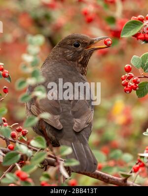 Weibliche Amsel essen Beeren, während in einem Beerenbusch gehockt Stockfoto