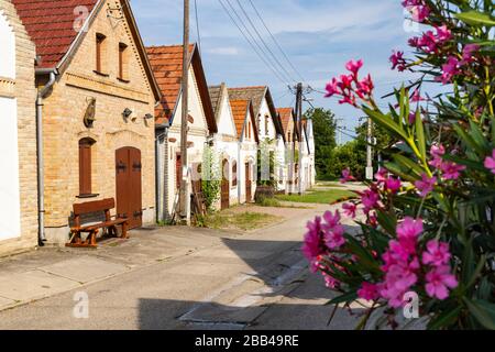 Weinstraße in Hajos, Kalocsa County, Südliche Tiefebene, Ungarn Stockfoto