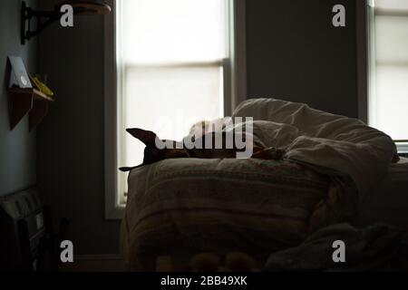 Ein Hund schläft am Fuß des Bettes. Stockfoto