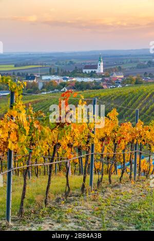 Weinberg bei Unterretzbach im Weinviertel, Oberösterreich Stockfoto