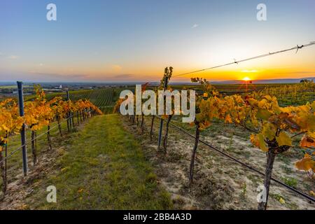 Weinberg bei Unterretzbach im Weinviertel, Oberösterreich Stockfoto