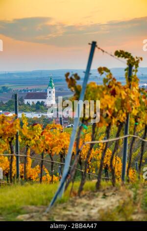 Weinberg bei Unterretzbach im Weinviertel, Oberösterreich Stockfoto