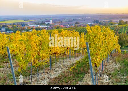 Weinberg bei Unterretzbach im Weinviertel, Oberösterreich Stockfoto