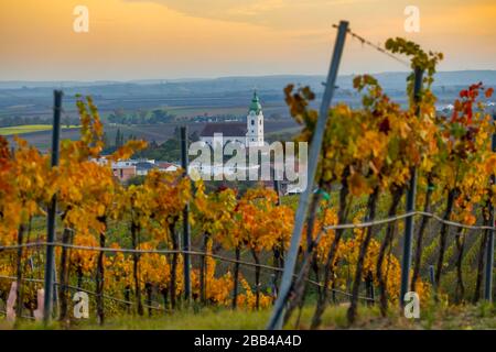 Weinberg bei Unterretzbach im Weinviertel, Oberösterreich Stockfoto