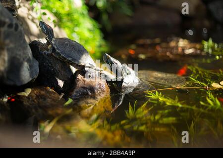 Rotary-Gleitschildkröten sonnen sich gemeinsam auf den Felsen Stockfoto