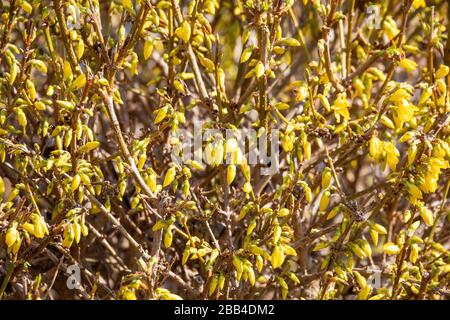 Schöne gelbe Knospen und Blumen von Forsythia Busch im Frühlinggarten Stockfoto