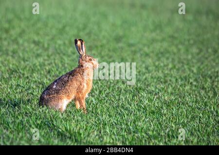 Wildes Kaninchen, europäischer Hase (Lepus europaeus) auf grünem Quellfeld, Tschechische Republik, europäische Tierwelt Stockfoto